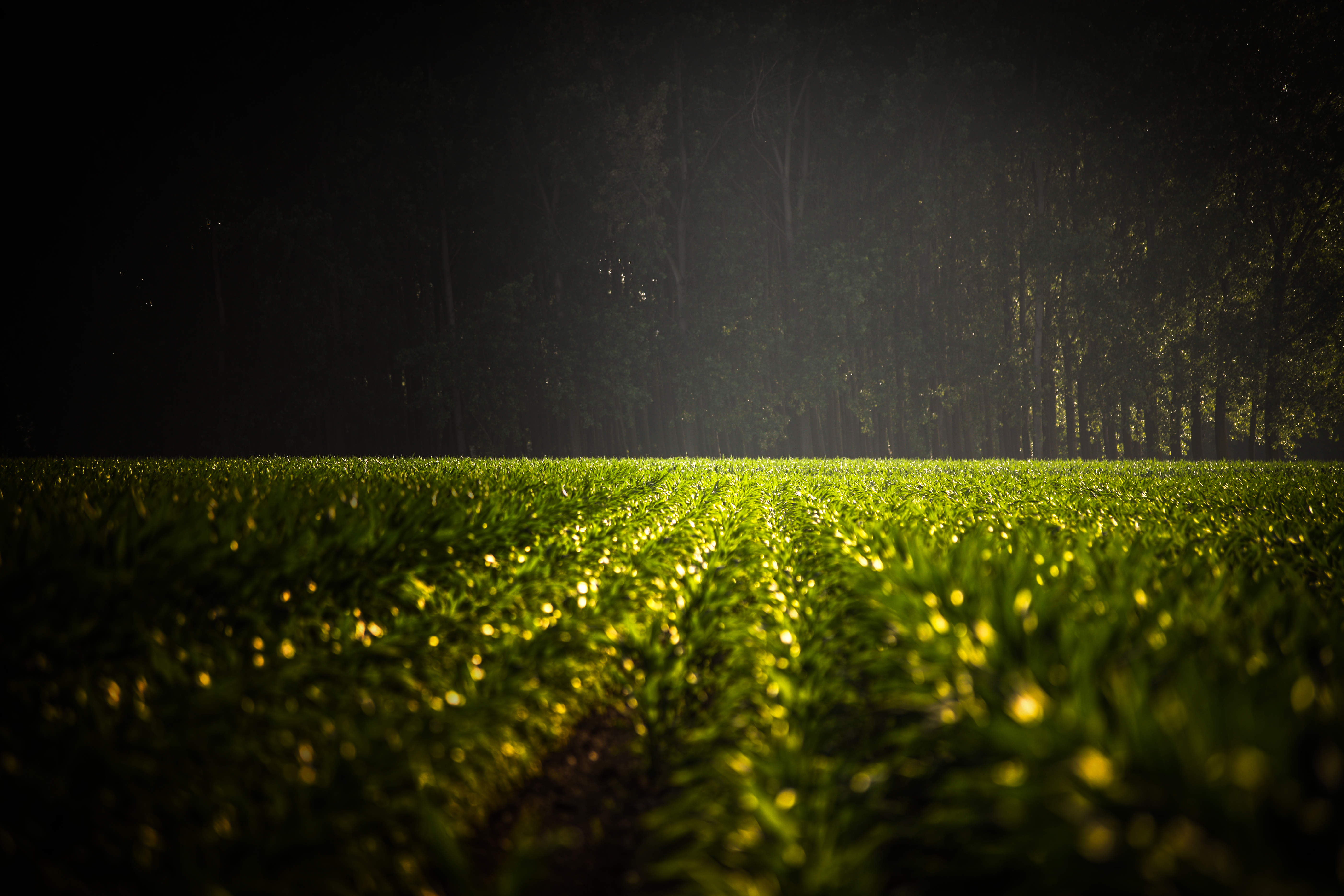 Wholesale Seeds Case Study Agworld