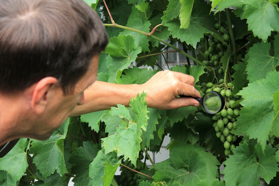 Agworld customer field scouting, magnifying glass in a vineyard