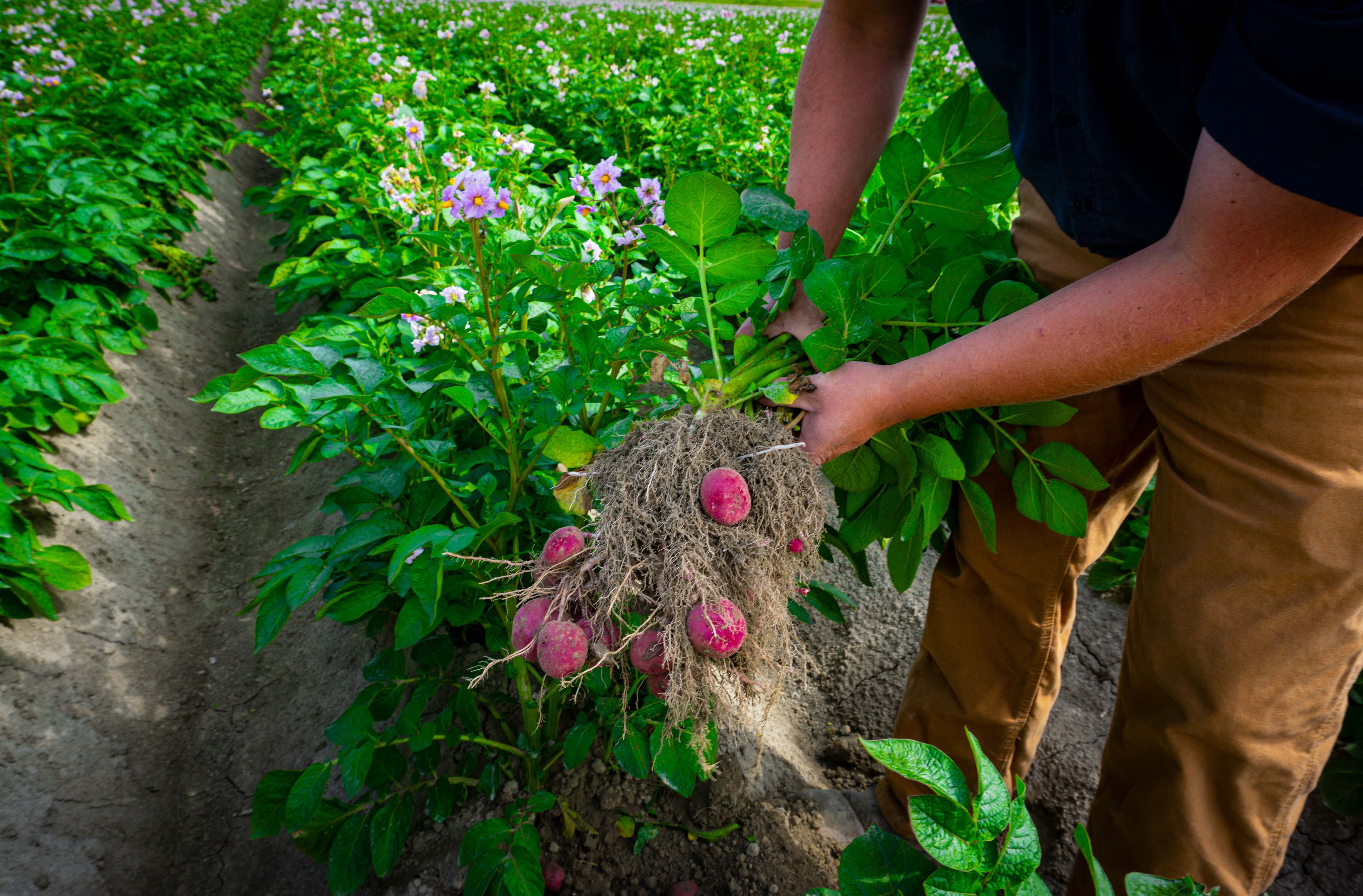 Keeping your cropping plan compliant