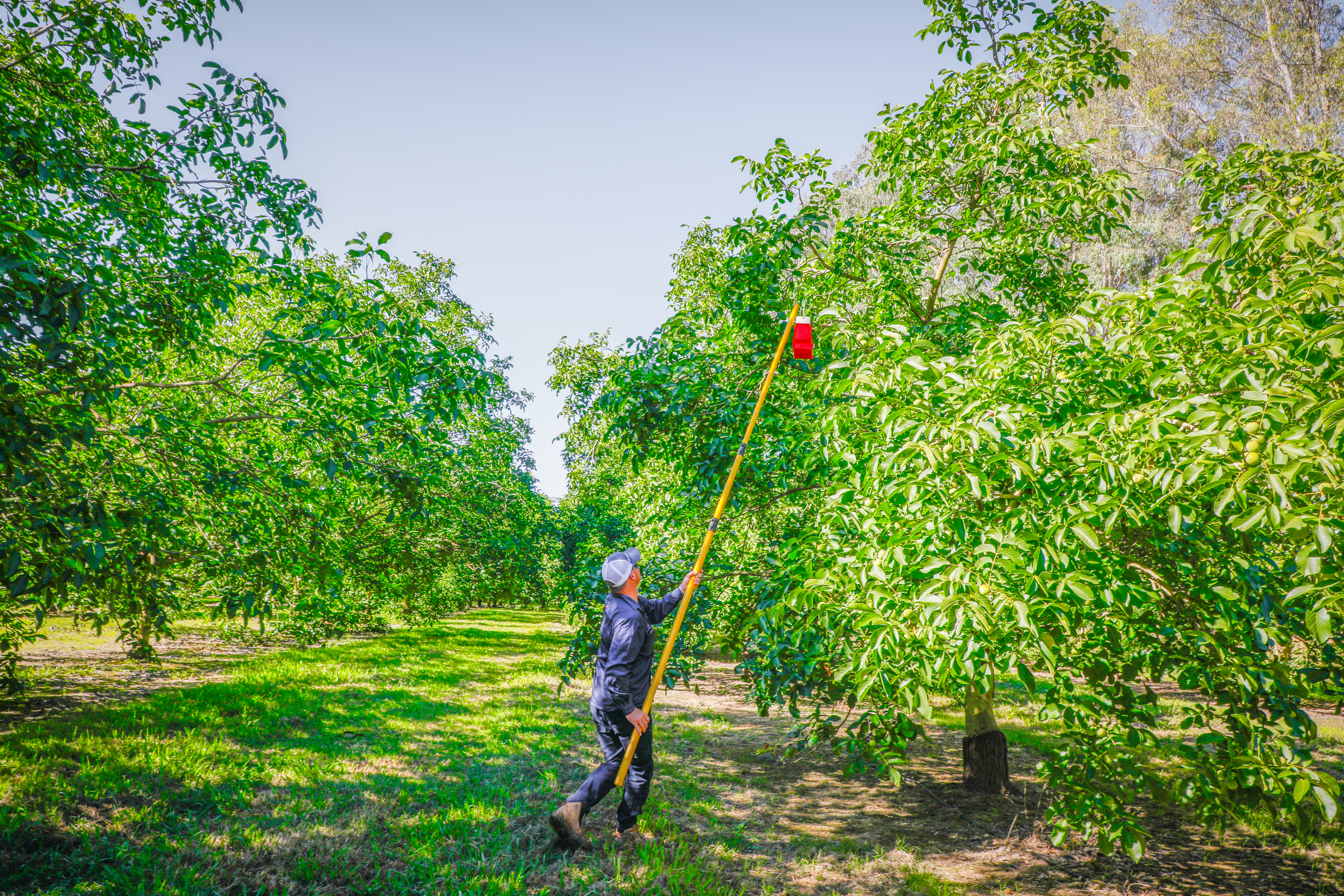 New precision agriculture tools transforming Australian horticulture