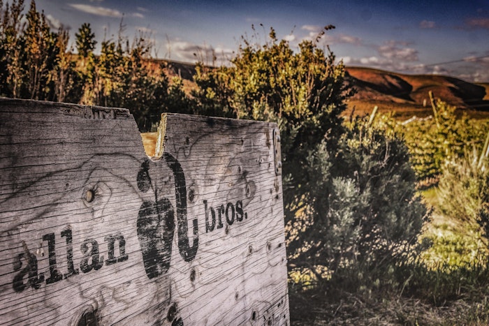 Agworld customer: Reamer Farms, Clarksburg CA. Vineyard at sunset