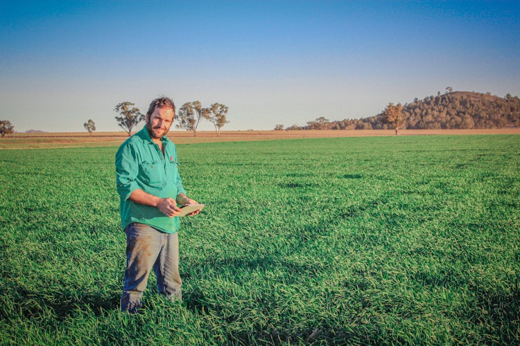 Benefits of on-farm weather stations on orchards in NSW