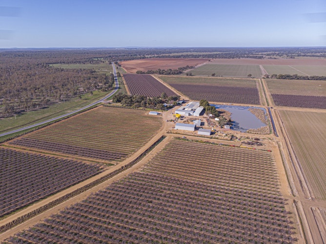 Agworld Farm Management Software Client, Cavaso Farming, Darlington Point, NSW