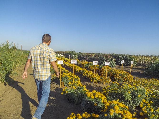 Agworld Farm Management Software Client, Emerald Farms, Maxwell, CA