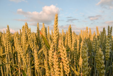 Agworld Farm Management Software Client, Frankland Rural, Frankland River, WA