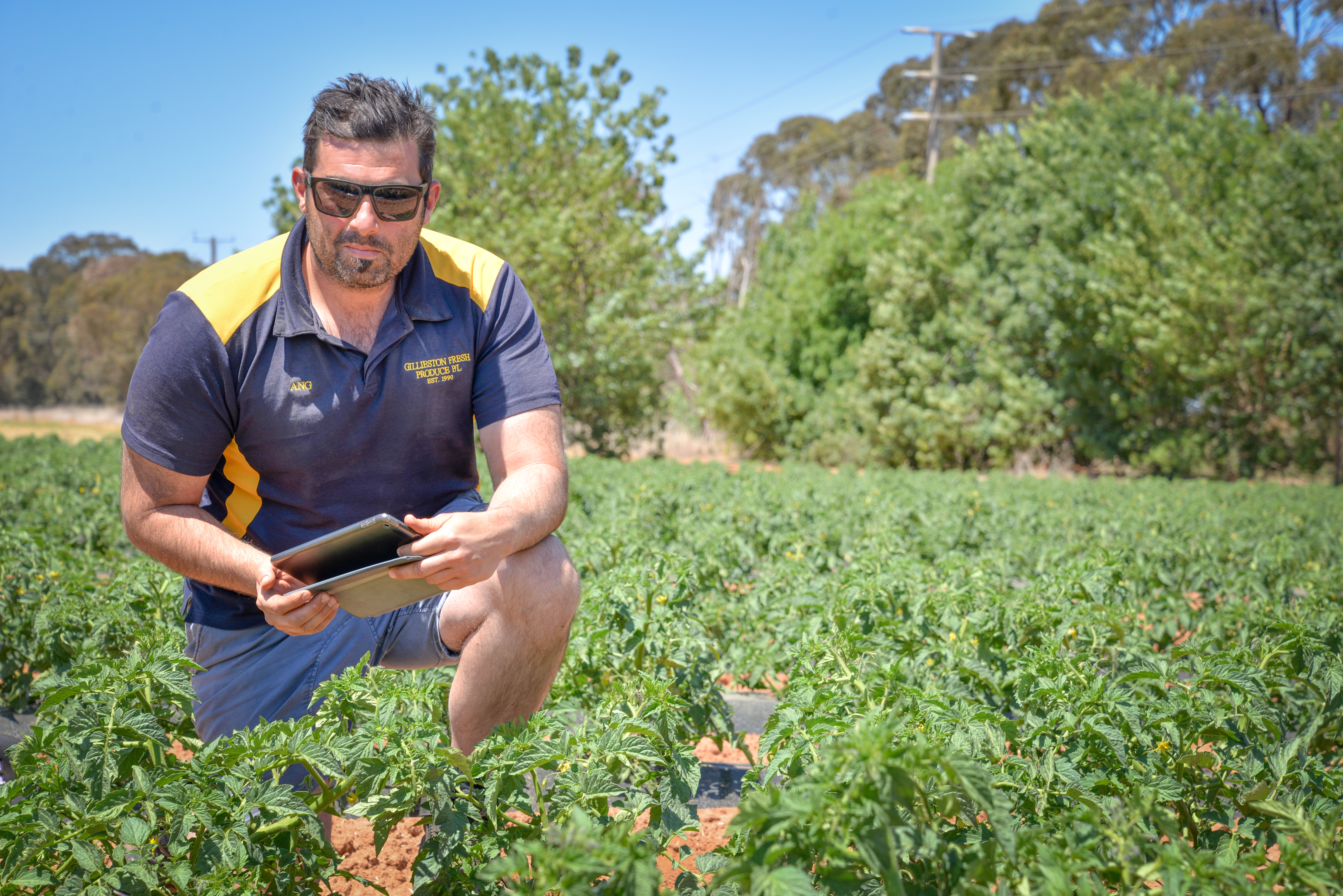 Agworld client, Gillieston Fresh Produce, Ang Borzillo in tomato field