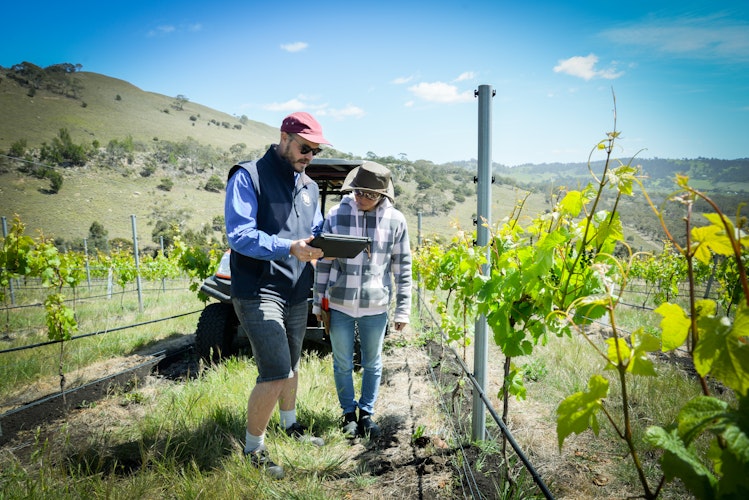 Agworld client Jansz Parish Vineyard, viticulture James Aubrey vinyard, Penna Tasmania