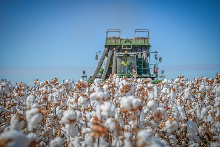 Agworld customer, Pinion, Oxford MS. Cotton field picking.