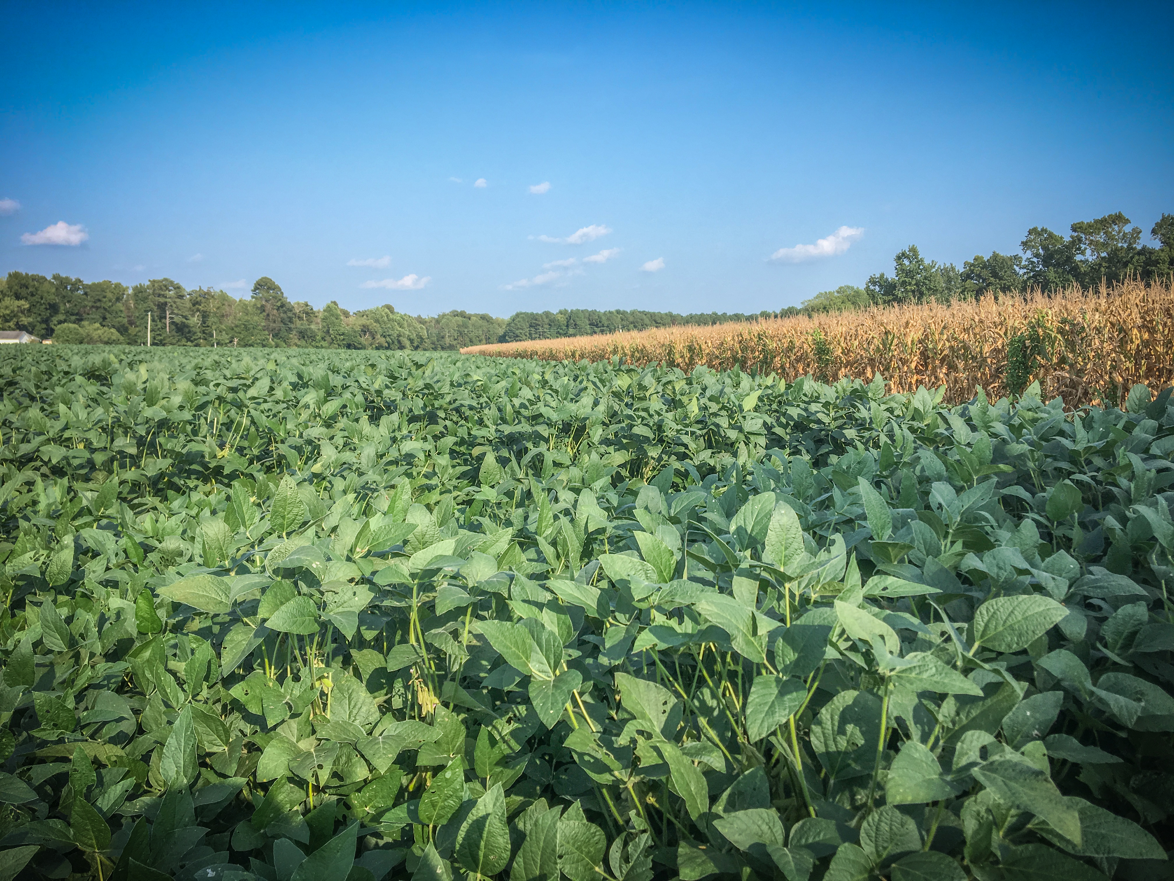 Agworld customer Kcoe Isom Oxford MS Field Row Crops