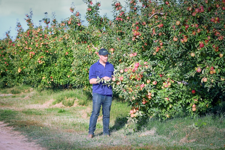 Agworld Farm Management Software Client, McNab Orchards, Ardmona, VIC