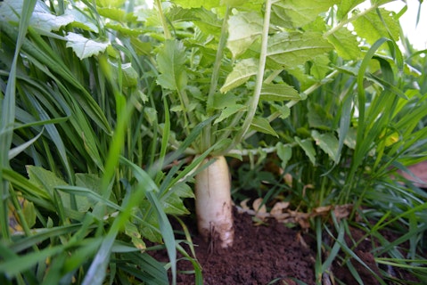 Agworld customer Pontara Farms