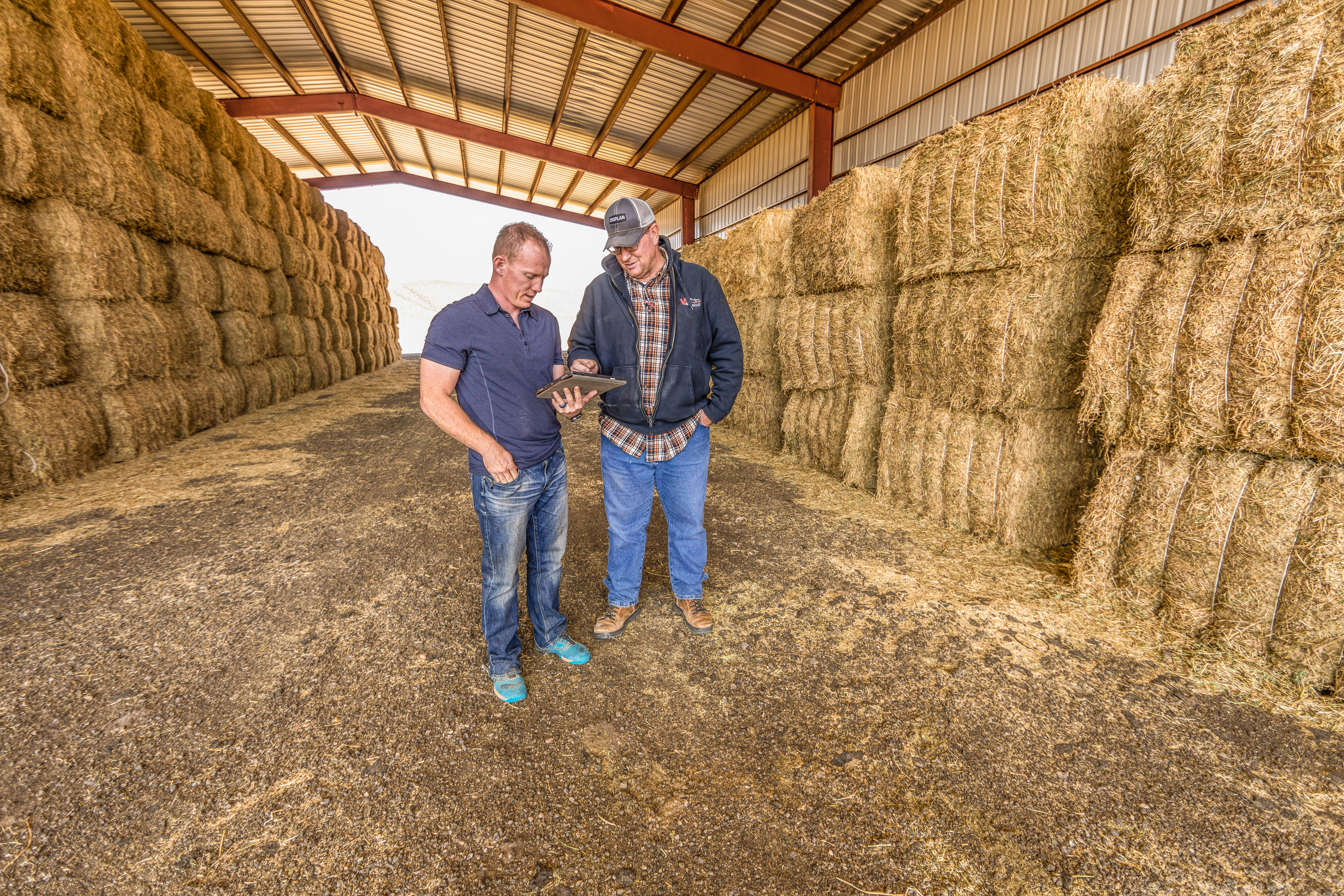 Agworld crops, cotton field
