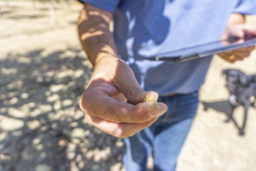 Agworld Farm Management Software customer in the barley field, making informed decisions by using Agworld.