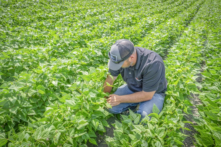 An ultrasound for growers