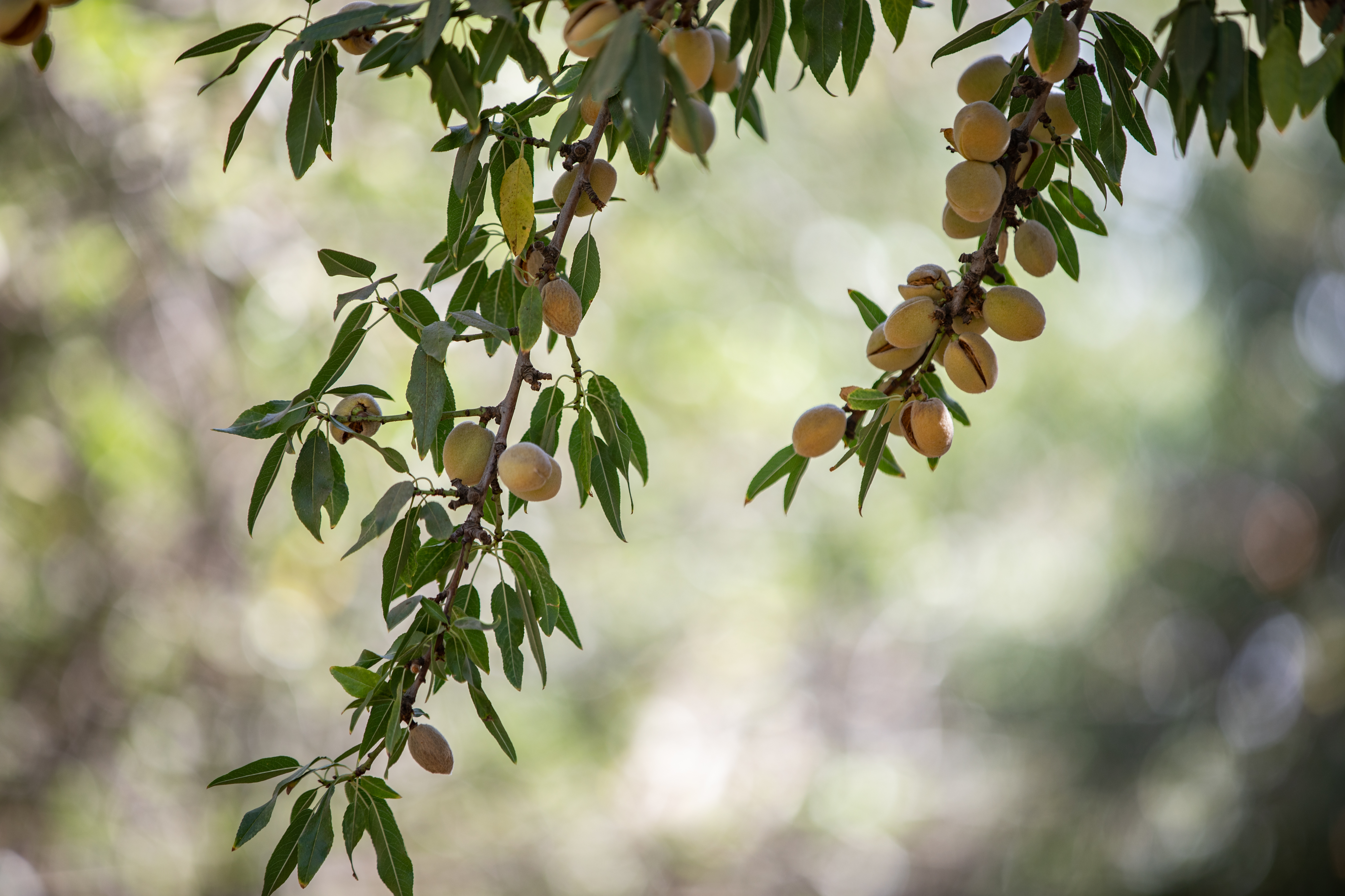 Agworld crops, cotton field