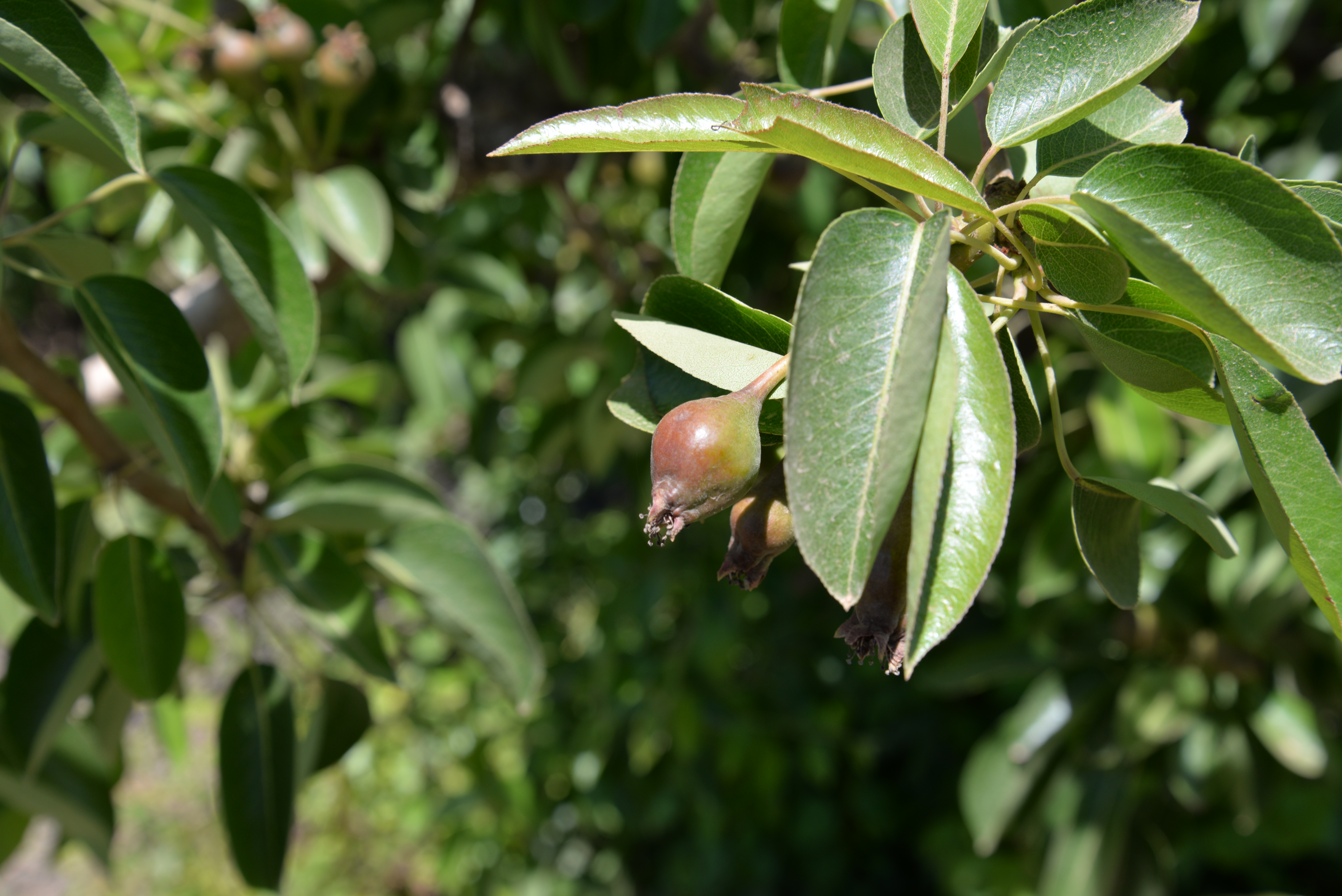 Mitchell McNabb and Steve Booth Agworld Crop Apples