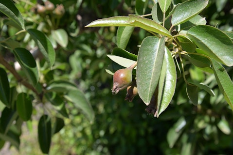 Mitchell McNabb and Steve Booth Agworld Crop Apples