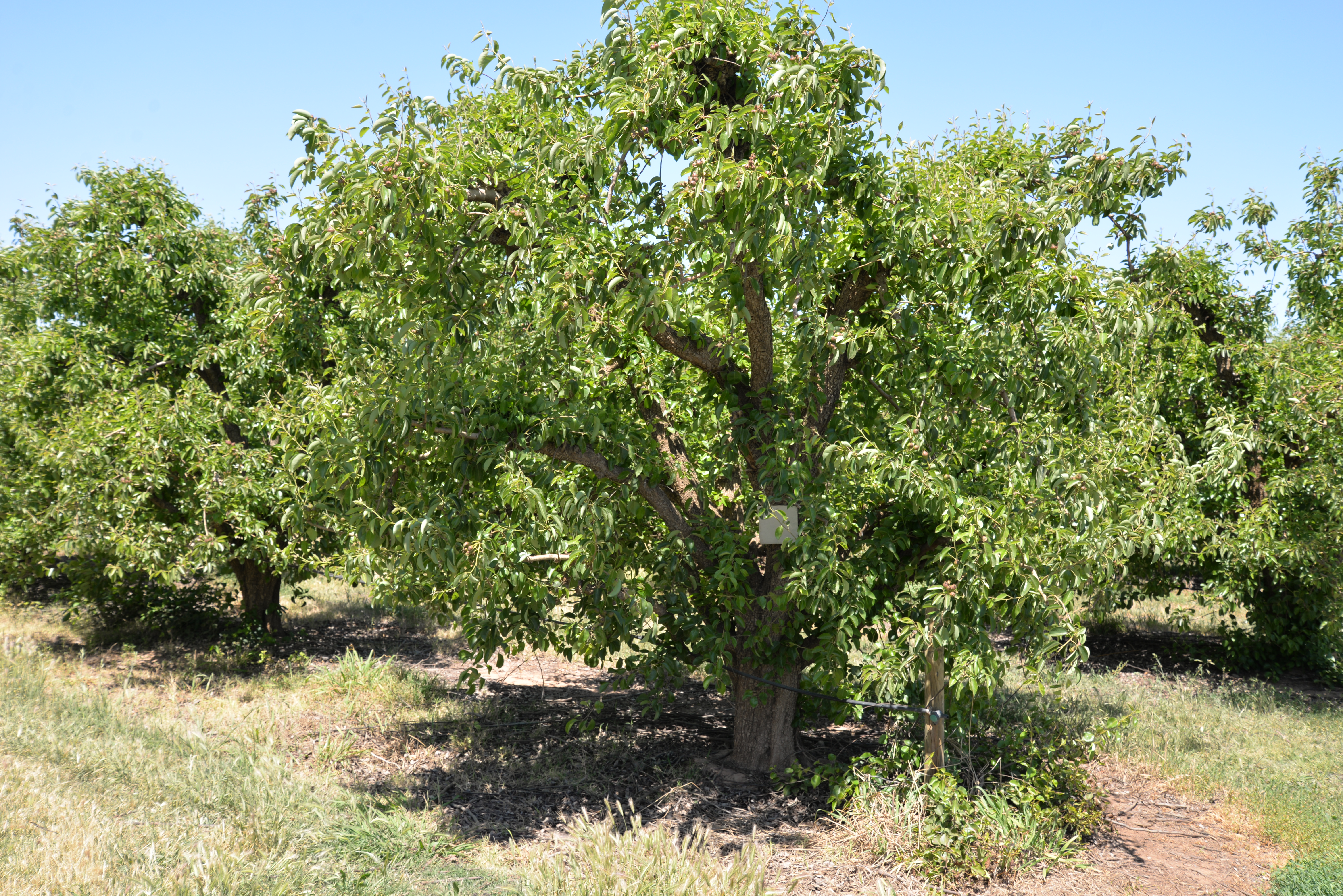 Mitchell McNabb and Steve Booth Agworld Crop Apples