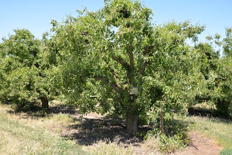Mitchell McNabb and Steve Booth Agworld Crop Apples