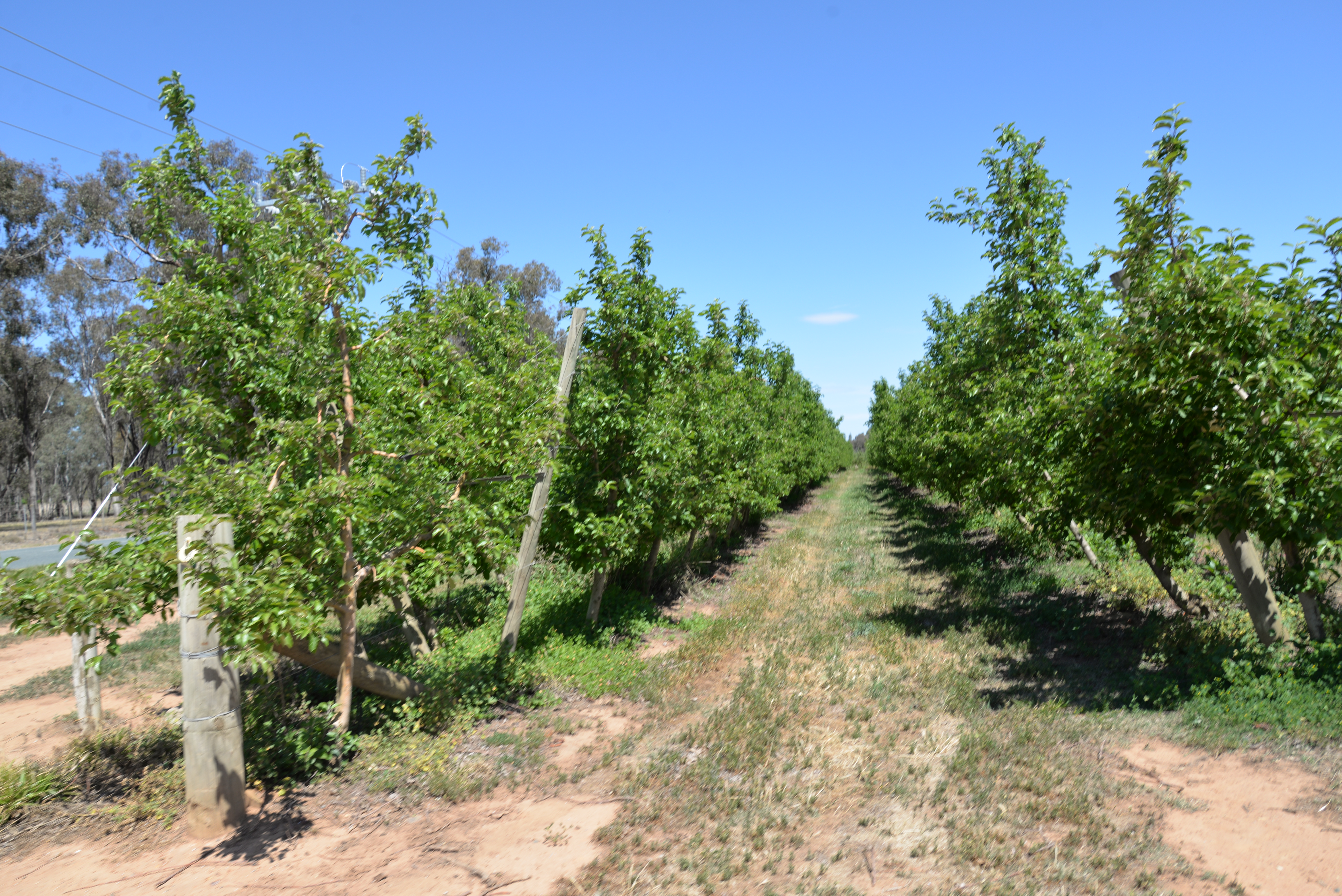 Mitchell McNabb and Steve Booth Agworld Crop Apples