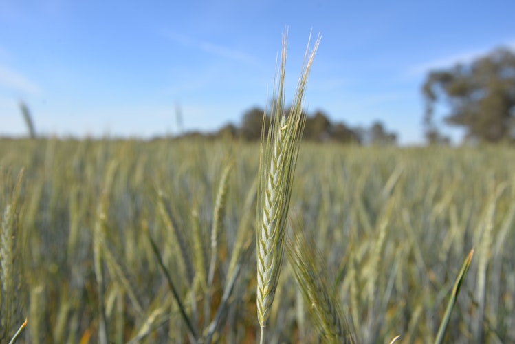 Agworld crop, wheat