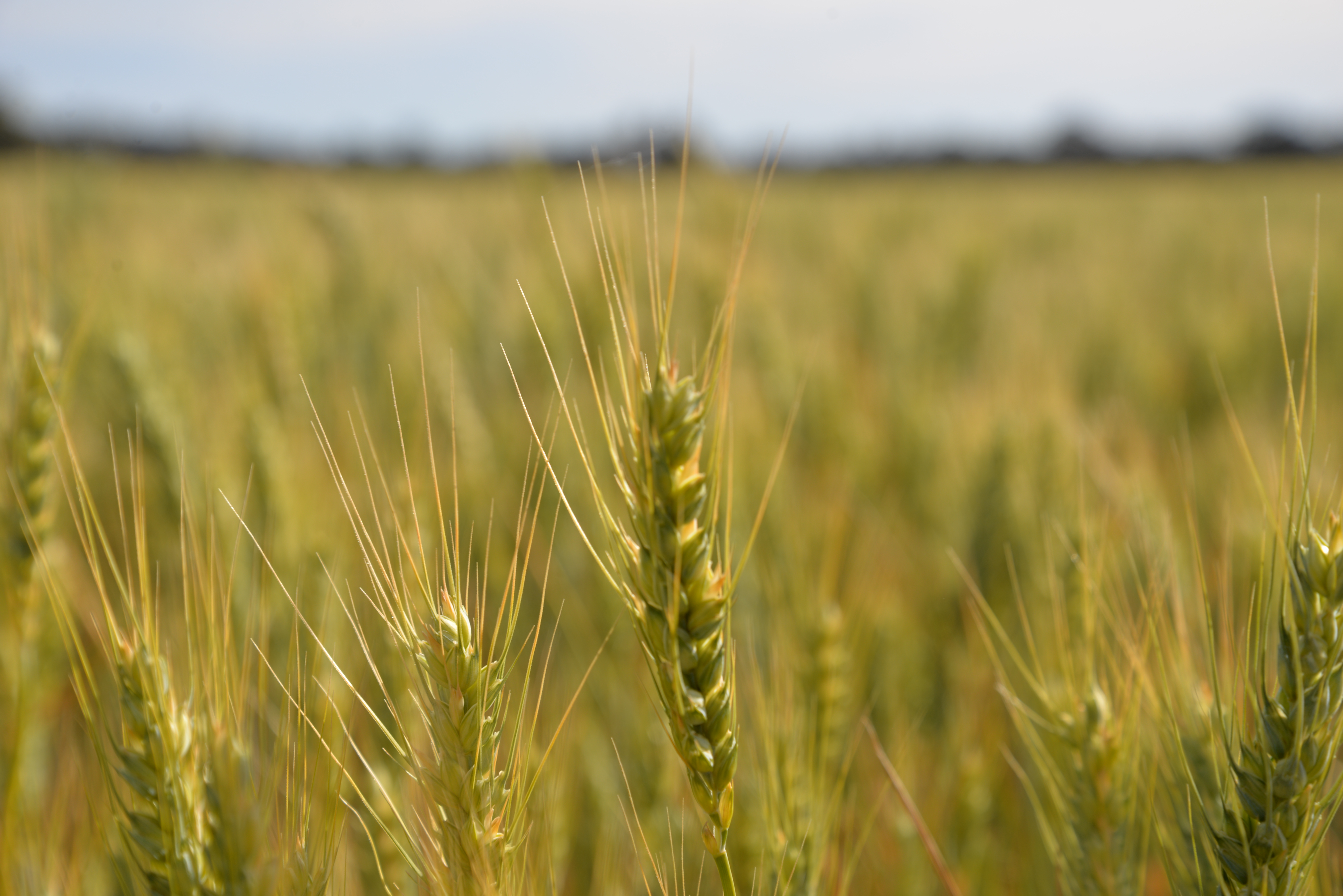 Agworld crops, cotton field