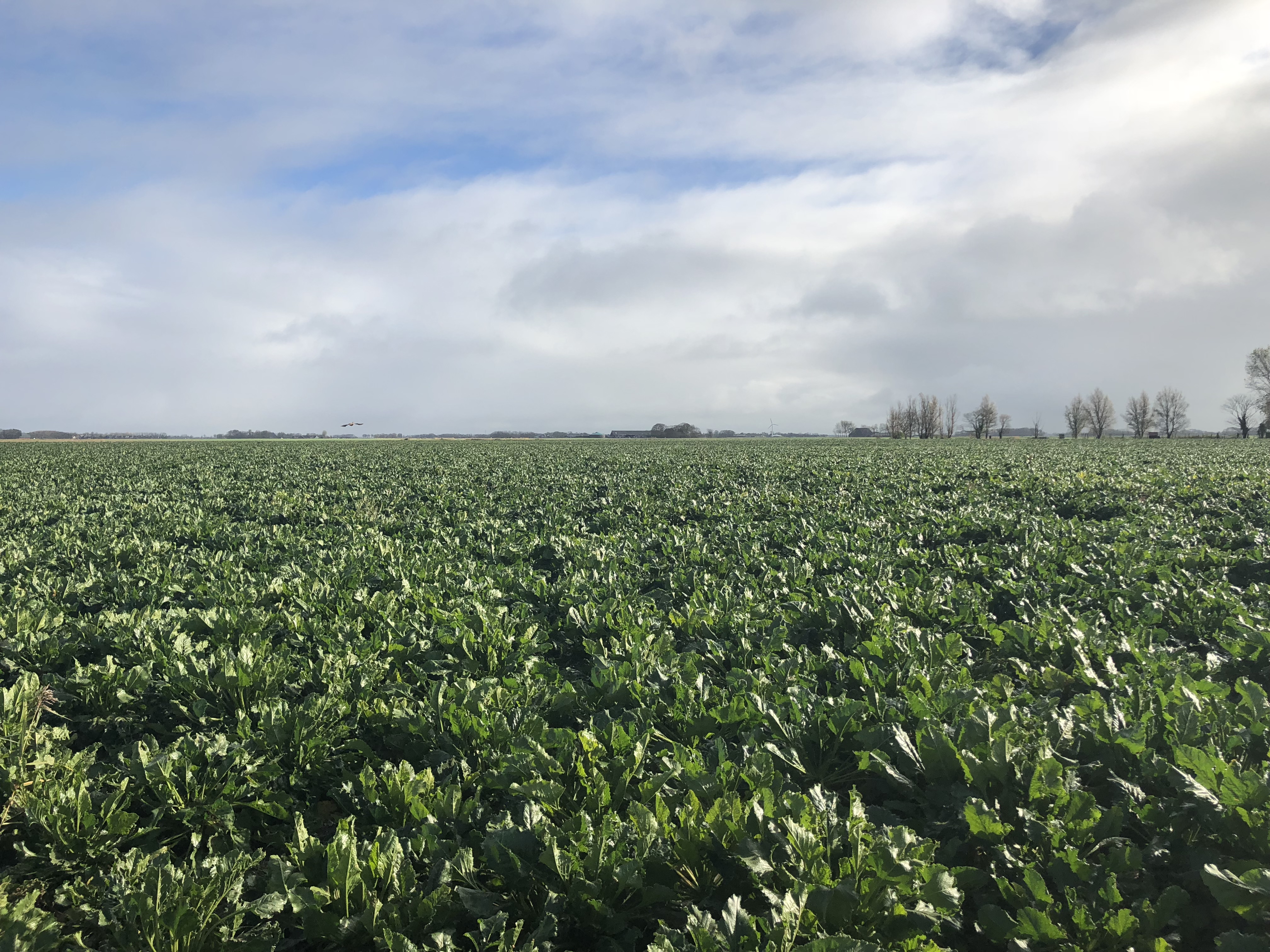 HT Agronomics Agworld crop Beets