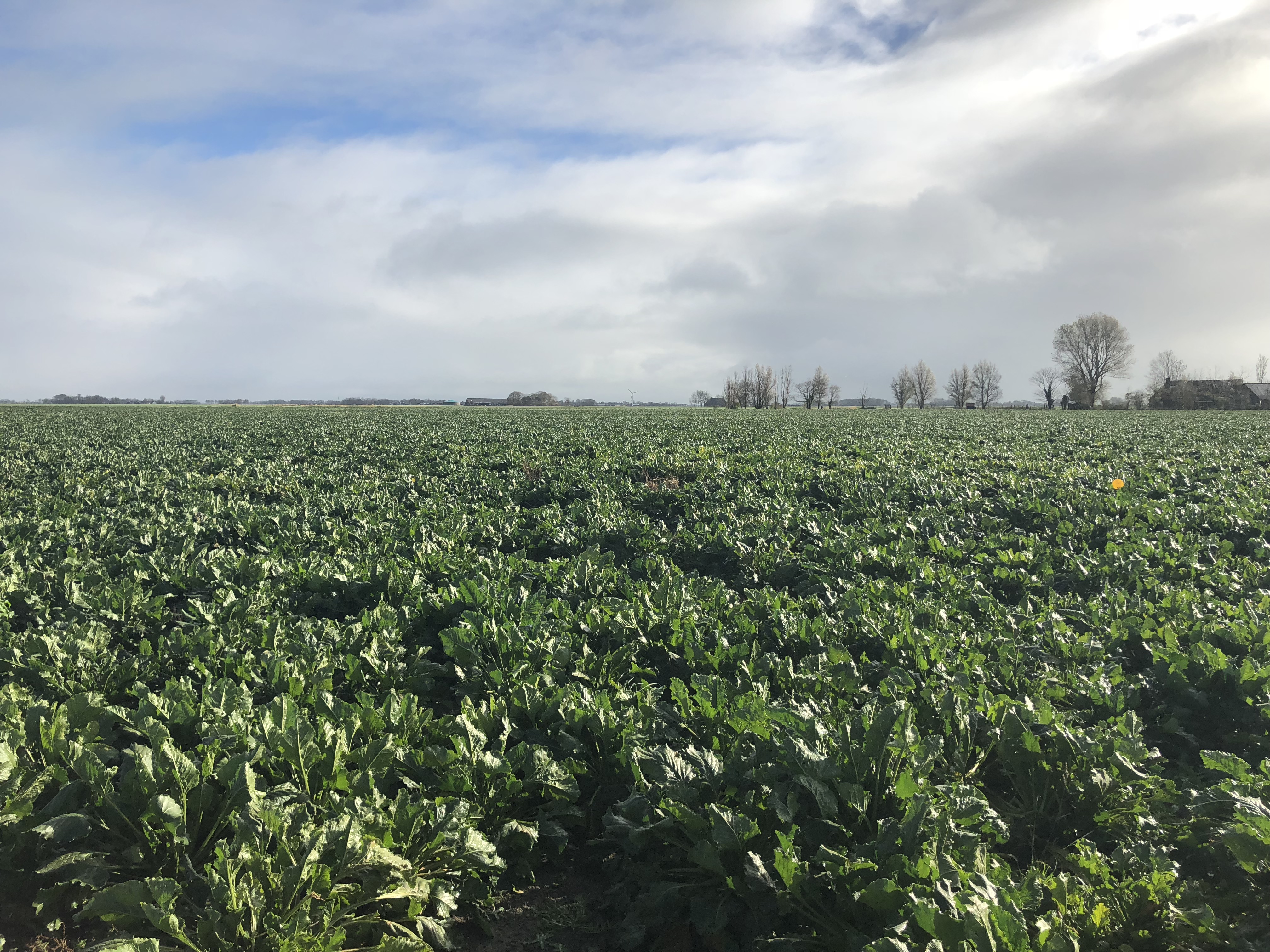 Wholesale Seeds Case Study Agworld