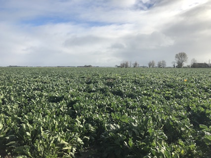 Wholesale Seeds Case Study Agworld