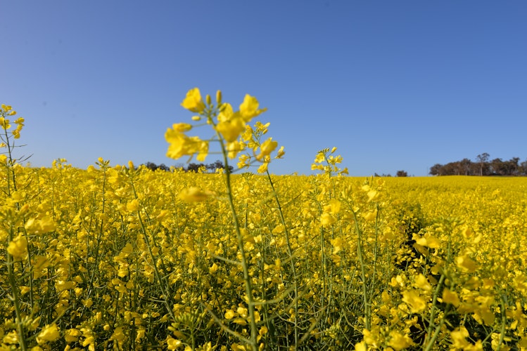 Agworld Farm Management Software canola crops field