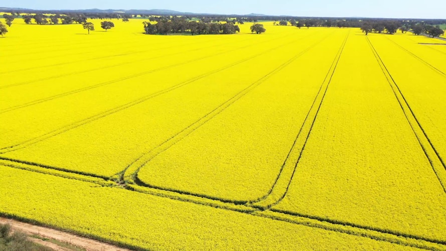 Agworld Farm Management Software Canola field crop