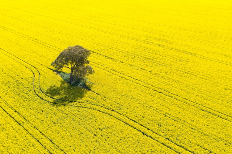 Agworld crops, canola