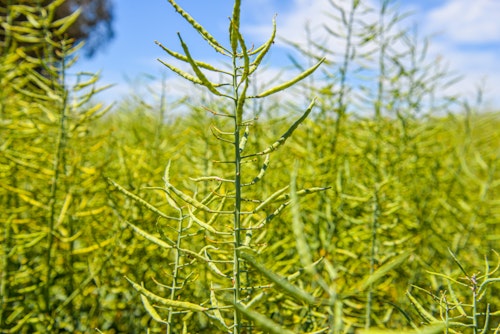 Agworld Farm Management Software customer in the barley field, making informed decisions by using Agworld.