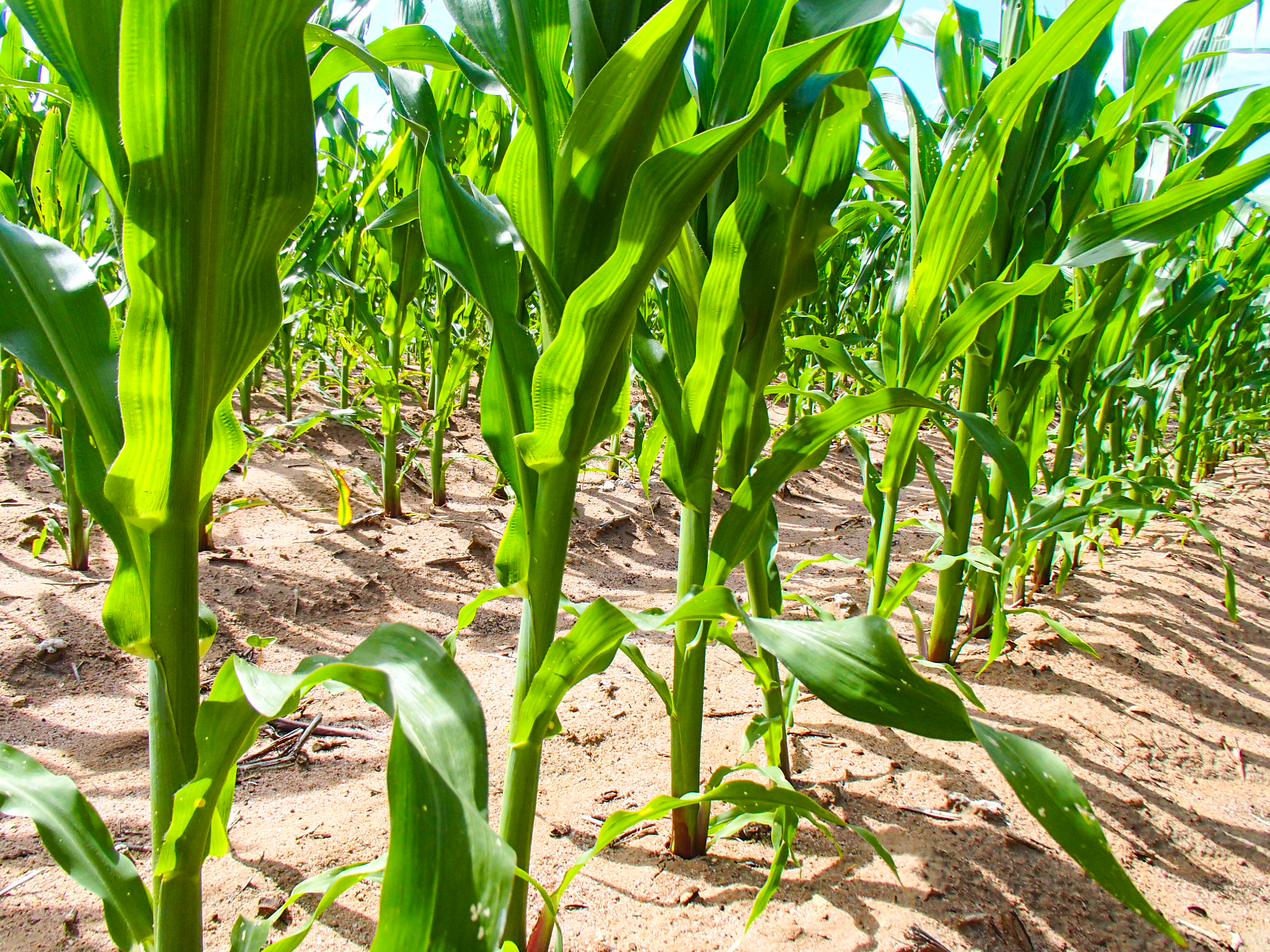 Agworld Record Keeping