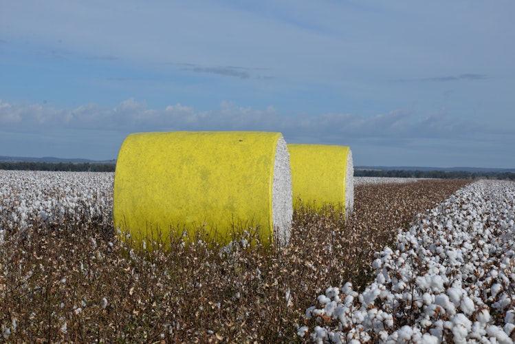 Agworld crops, cotton field