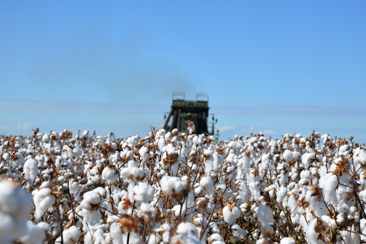 Agworld crops, cotton field
