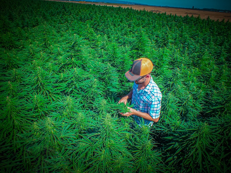 Agworld hemp crops
