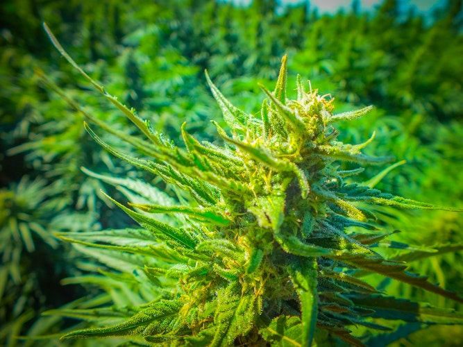 Agworld Farm Management Software Client, Morgan Curtis, Hemp Farm