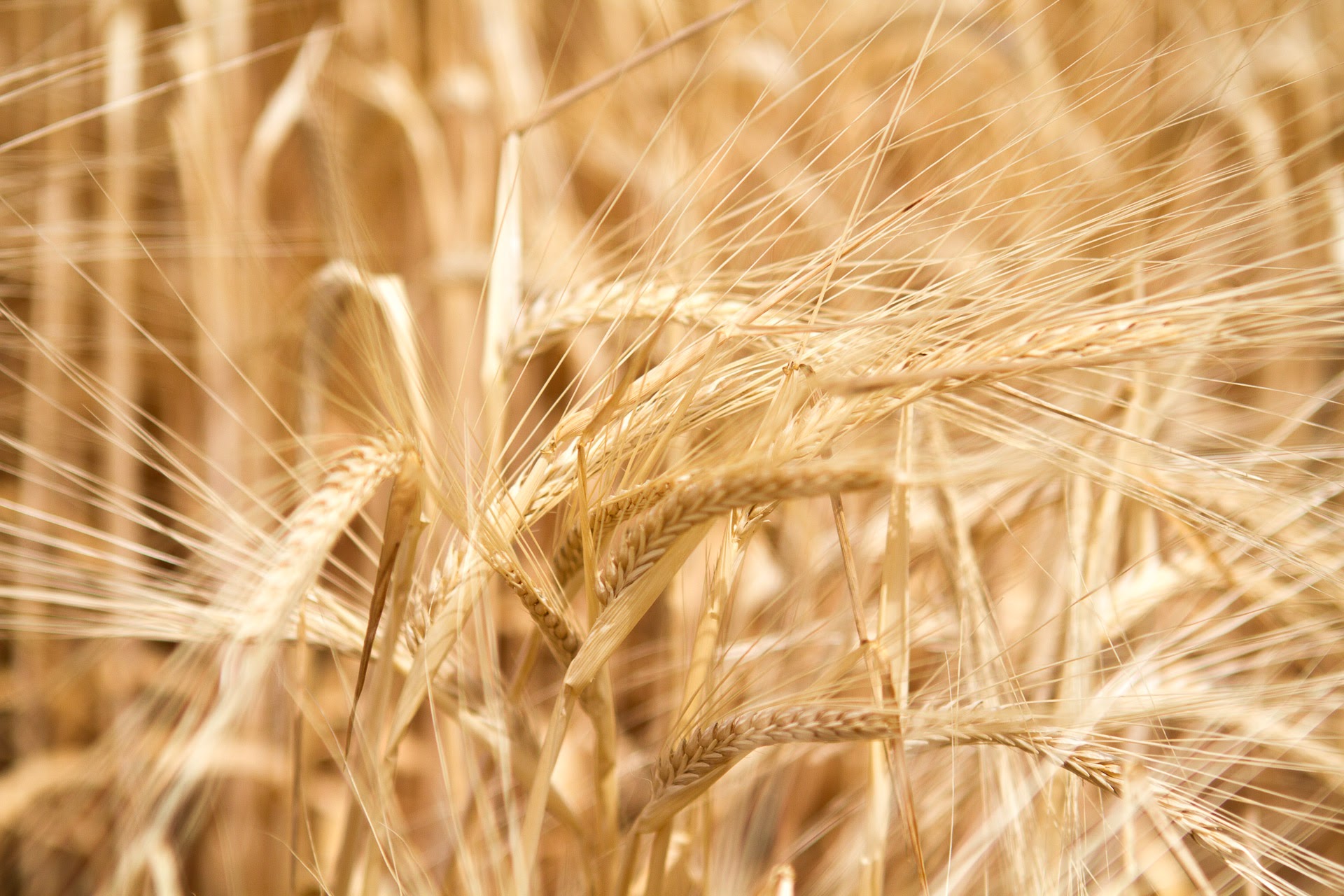 Matt Lane and Neil Durning Agworld crop wheat