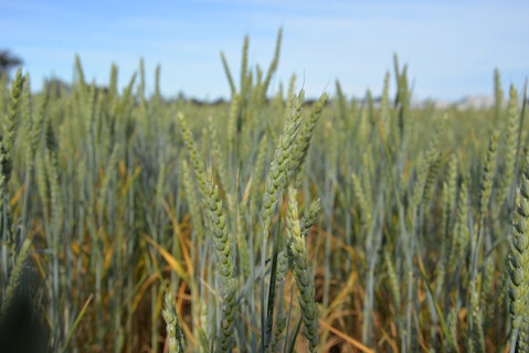 Brad Jones Agworld Case Study Wheat Crop