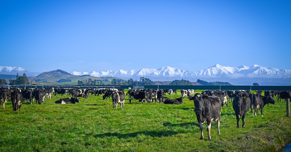 Helping New Zealand Dairy Farmers optimise their forage program