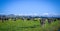 Helping New Zealand Dairy Farmers optimise their forage program