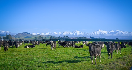 Helping New Zealand Dairy Farmers optimise their forage program